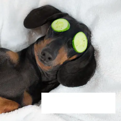 Black and White Relaxing Dog Meme