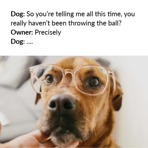 Bright Light Toned Funny Dog Talk Meme Instagram Square t
