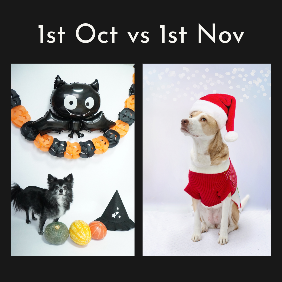 Black Red Orange & White Halloween Bat Dog Christmas October vs November Meme