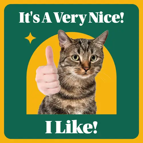 Green And Yellow Cat Meme