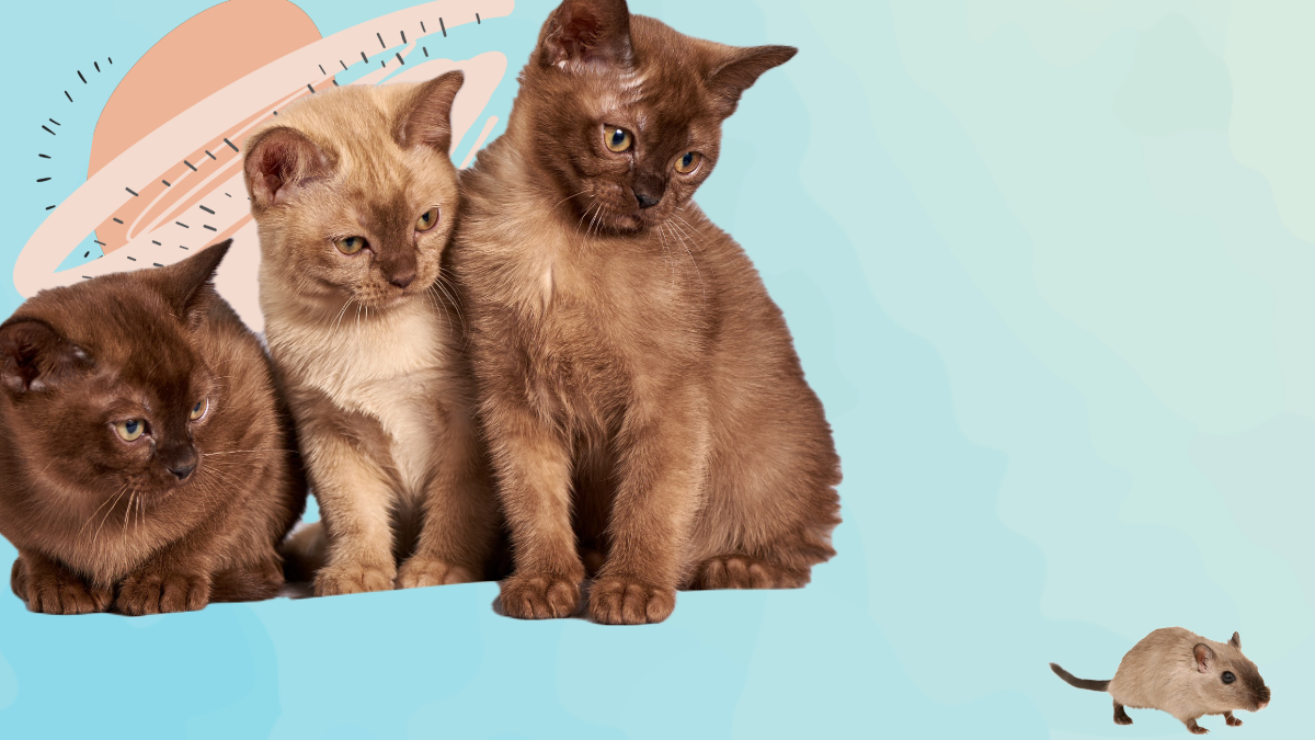 Blue Turquoise Pink & Brown Cats Kittens & Mouse Zoom Background