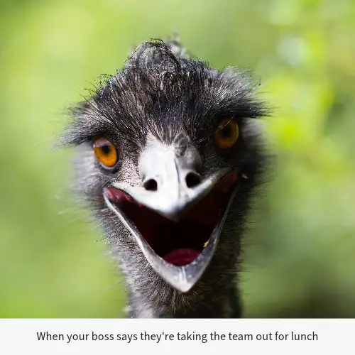 White Funny Bird Face Meme