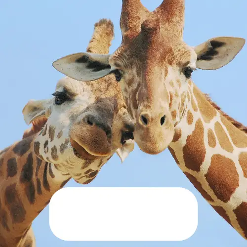 Blue and Brown Animal Blank Meme