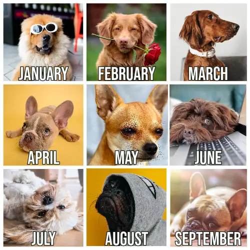 2020 Dog Calendar Meme
