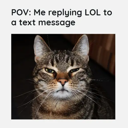 Brown White And Black Funny Cat Meme