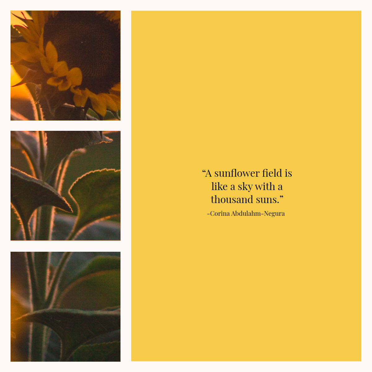 Yellow Sunflower Inspirational Quote Instagram Square