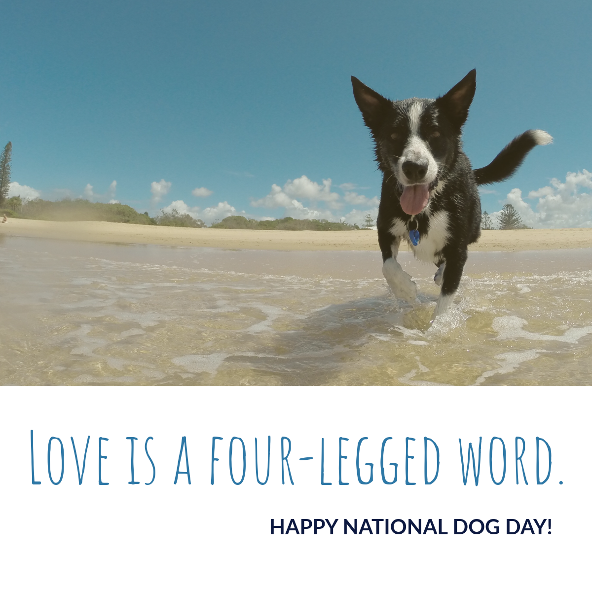 Blue Dog on Beach Photo National Dog Day Instagram Square