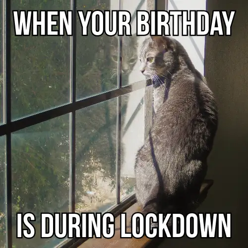 White Grey Covid Birthdays Cat Window Meme