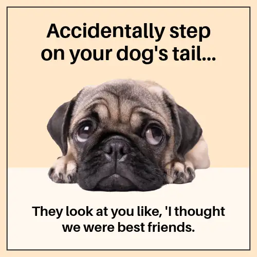 Peach And Beige Dog Meme