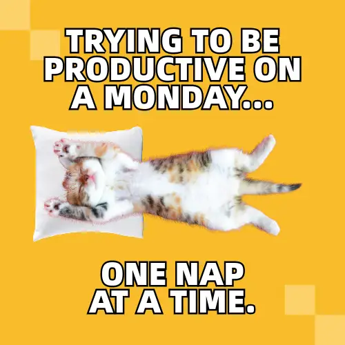 Productivity Cat Lover Meme