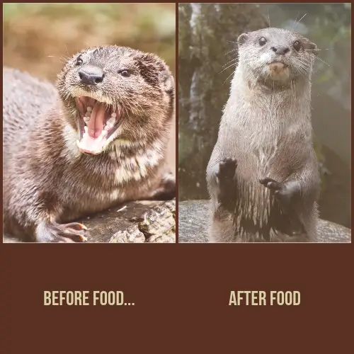 Funny Photo Otter And Food Meme