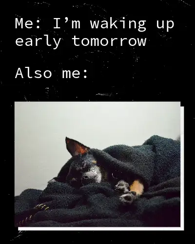 Black And Gray Sleeping Dog Meme Instagram Portrait