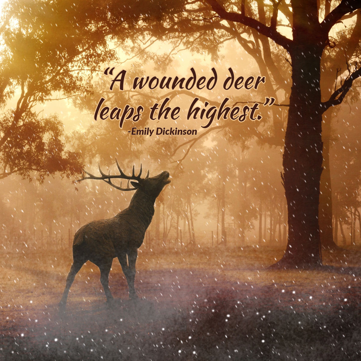 Deer Photo Inspirational Quote Instagram Square