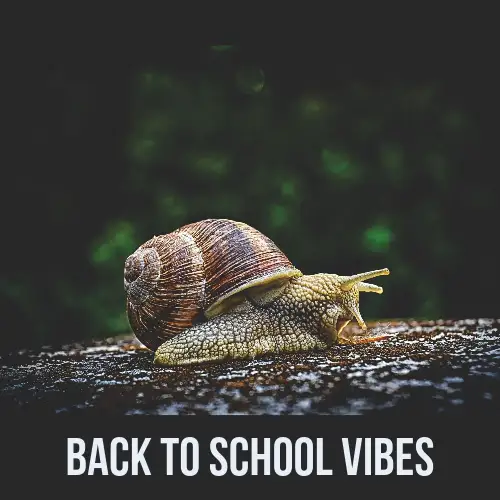 Snail Photo Back To School Meme