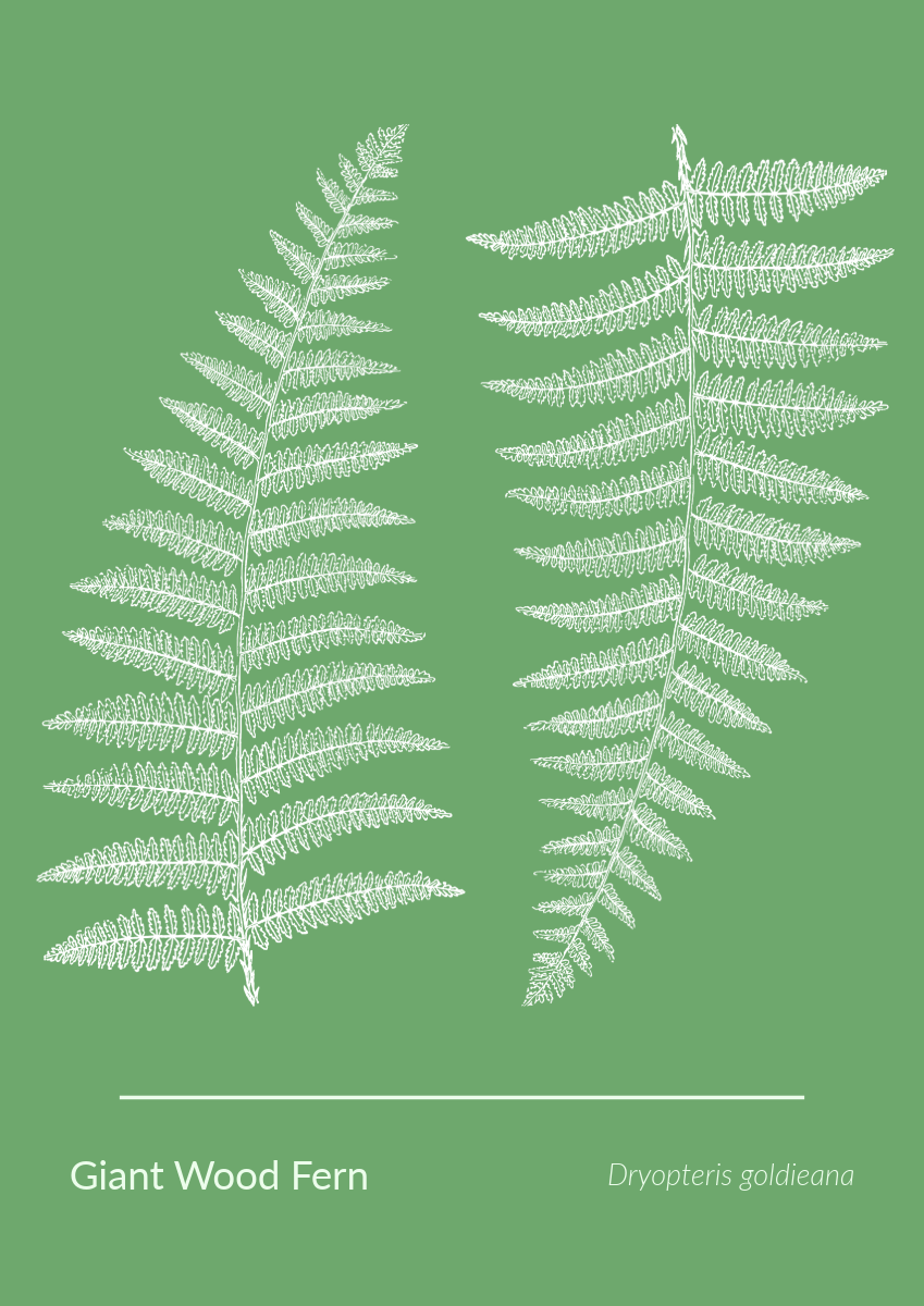 Green & White Giant Wood Fern Print A3 Poster