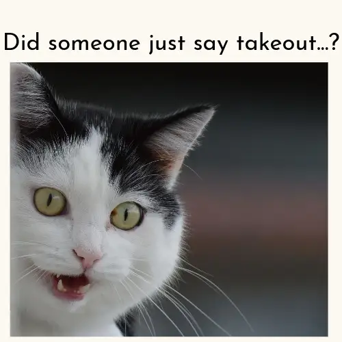 Cat Photo Funny Food Meme