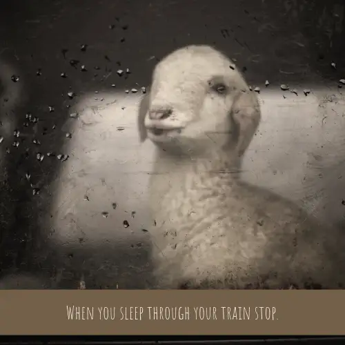 Sleeping On Train Meme With Sheep