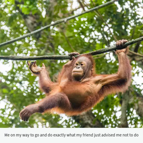 White Orangutang Self Destruction Meme