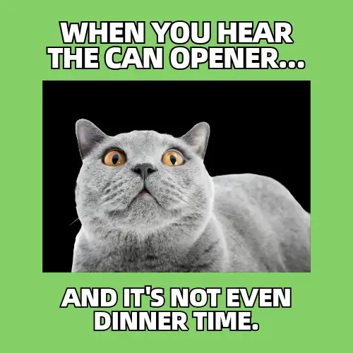 Green And White Cat Lover Meme