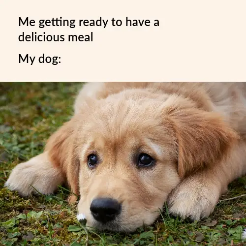 Black And Beige Cute Animal Meme