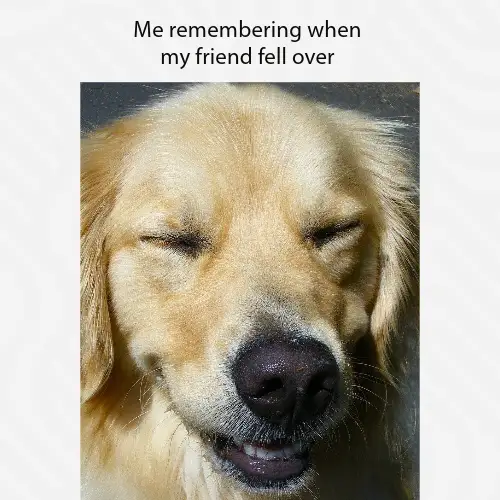 Brown Laughing Dog Photo Meme