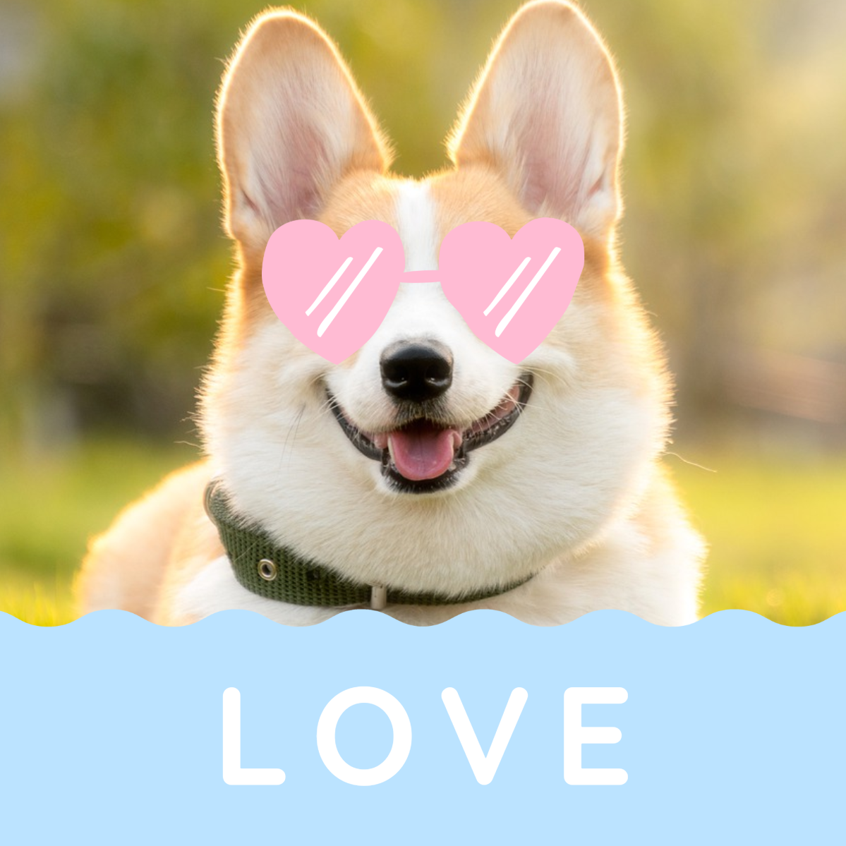 Pink & Blue Corgi Love Instagram Square Post