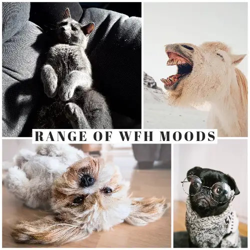 Light Toned Work From Home Meme Instagram Square