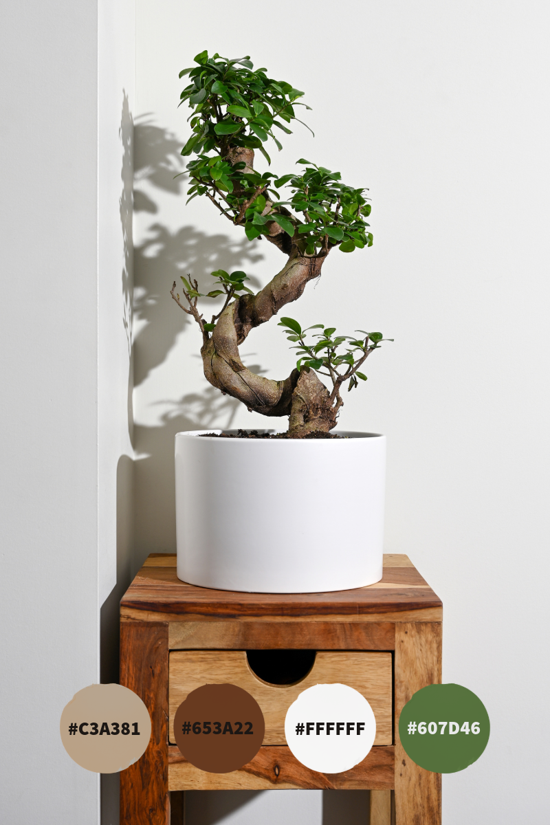 Grey Neutral Bonsai Tree Colour Palette Pinterest Post