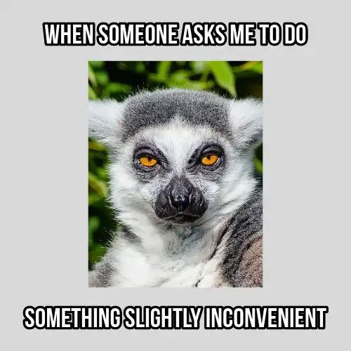 Grey Black Inconvenient Funny Animal Meme