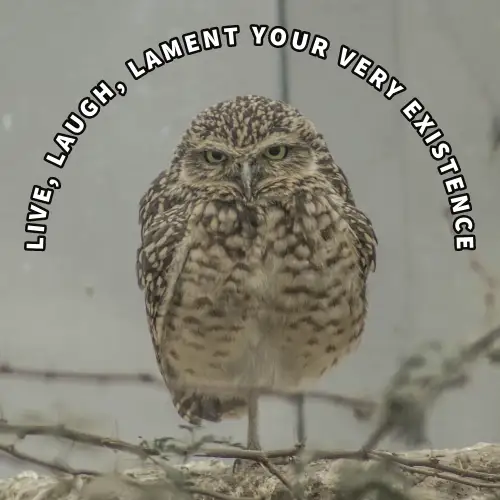 Grey And Brown Owl Existential British Meme