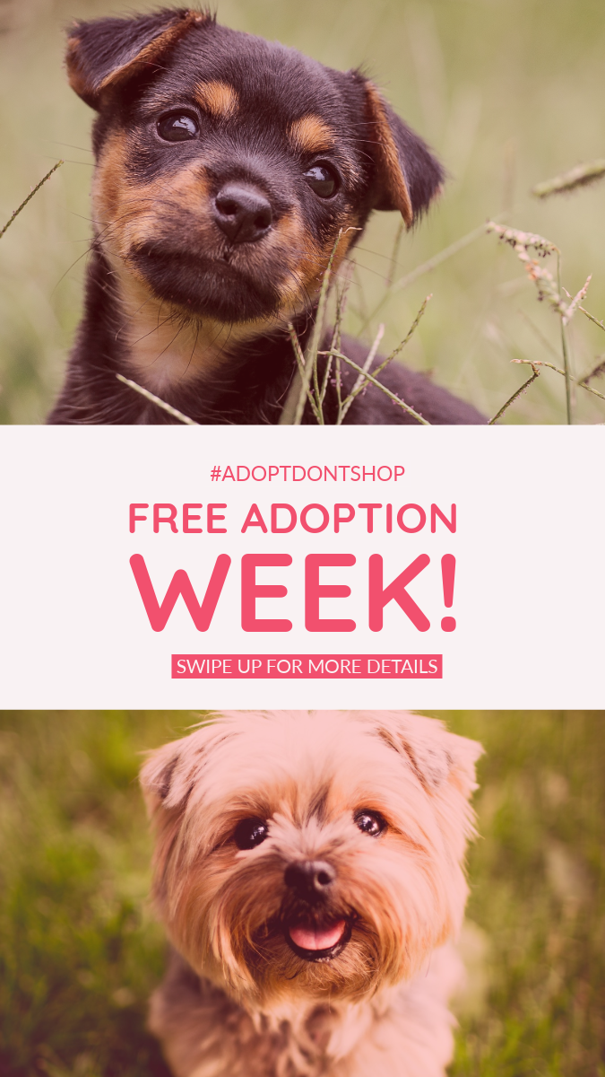 Photos of Cute Dogs Animal Adoption Instagram Story
