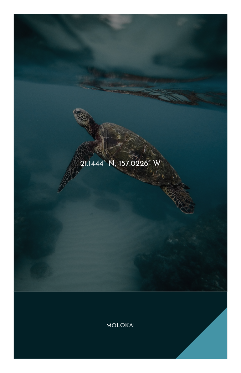 Minimalist Swimming Turtle Photo Molokai Travel Ad Instagram Story