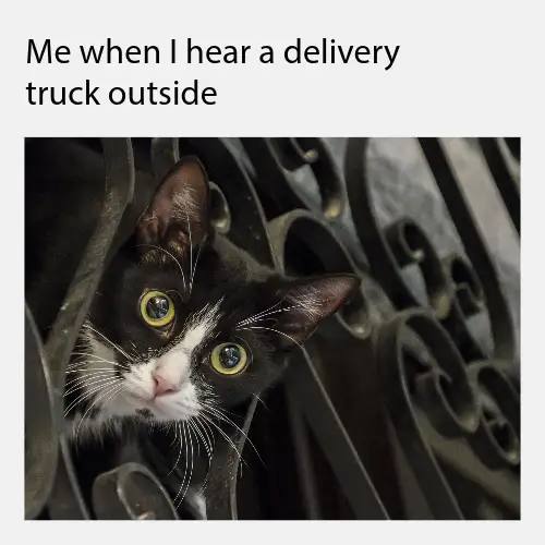 Black And Grey Funny Cat Meme