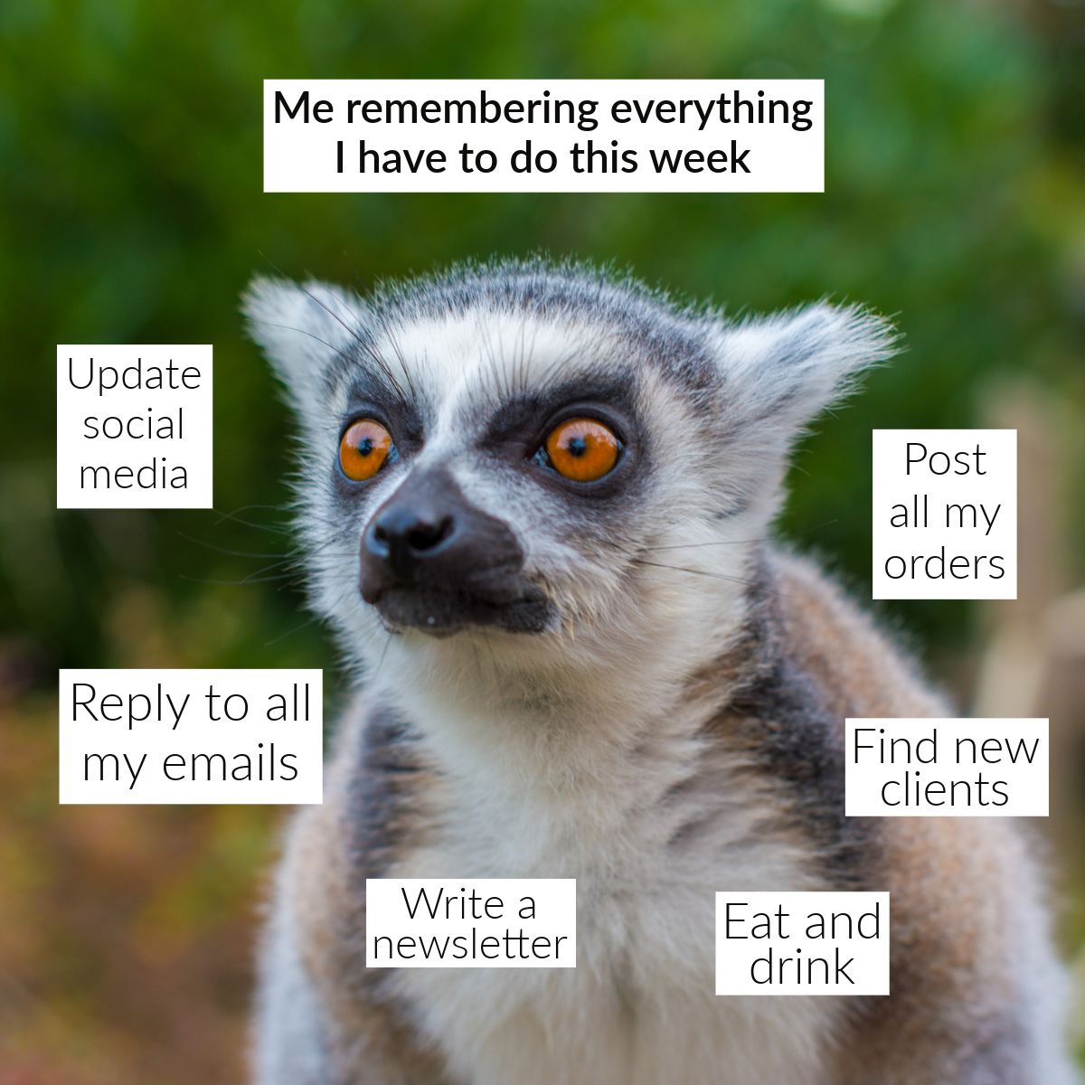 Grey Meerkat Weekly To-Do's Meme