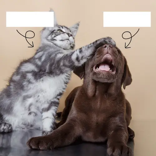 Brown and Gray Cute Animal Blank Meme