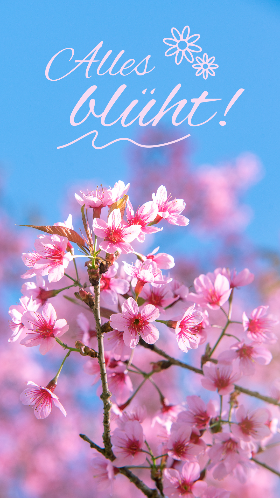 Pink Blossom Spring Phone Wallpaper