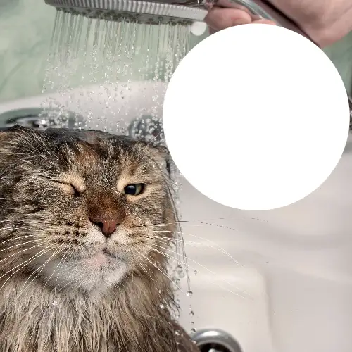 Brown and White Cat Blank Meme