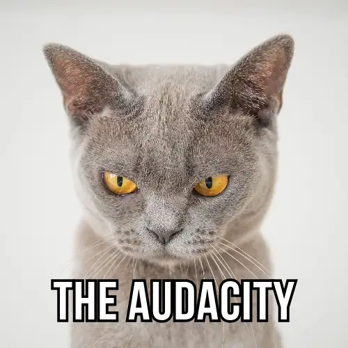 Gray & White the Audacity Meme IG Square Post