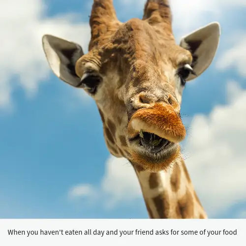 White Giraffe Funny Food Meme