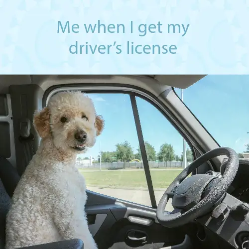 Blue Funny Driving Dog Photo Meme