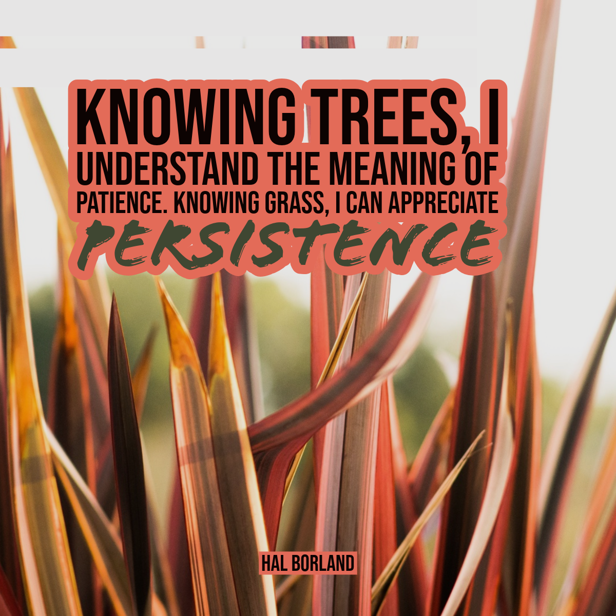 Red and Green Grass Motivational Quote Square Instagram Square