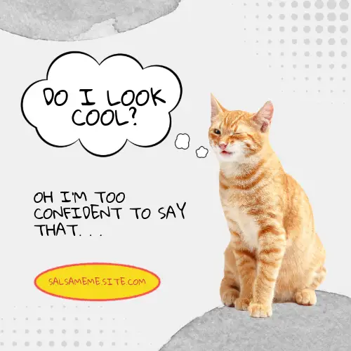 Gay And Orange Cat Meme