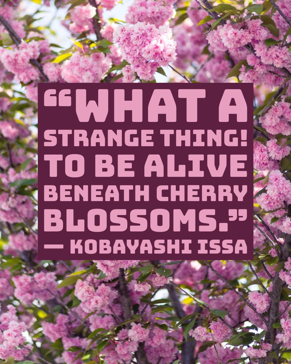 Pink Cherry Blossom Quote Instagram Portrait